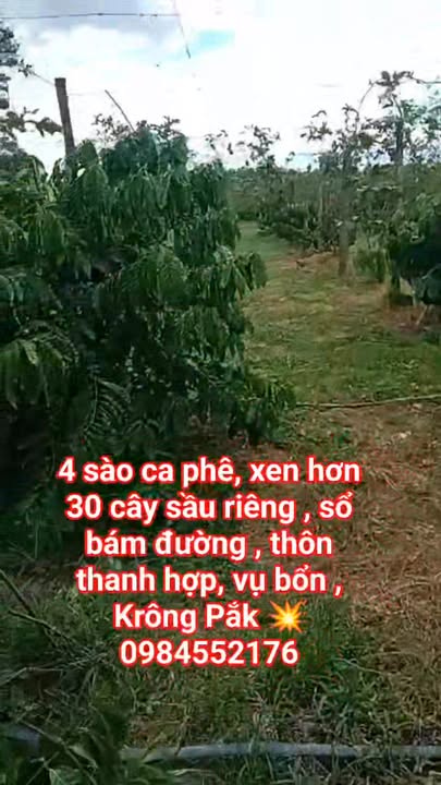 Farm 4 sào tại Krông Pắk - Đất sổ đỏ, thuận tiện đầu tư!