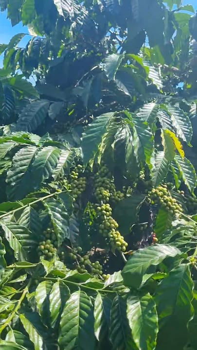 Đất vườn Phi Tô Lâm Hà 1ha giá 2.6 tỷ - Cơ hội đầu tư lý tưởng!