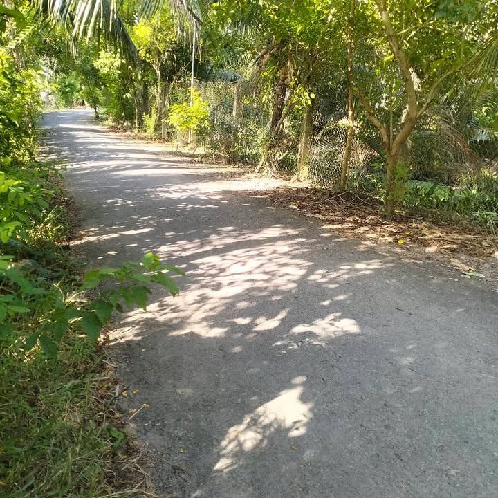 Đất vườn dừa 2150m² giá 600 triệu - Pháp lý rõ ràng, chính chủ