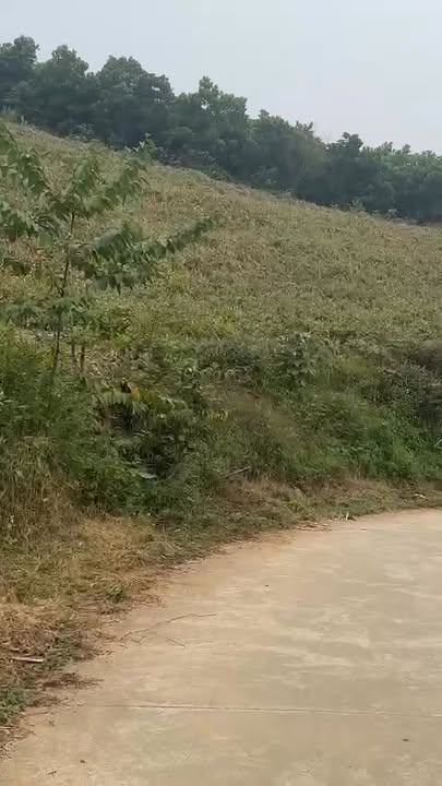 Đất RSX 1.3ha tại Cao Dương, Lương Sơn, Hòa Bình - Giá chỉ 1 tỷ