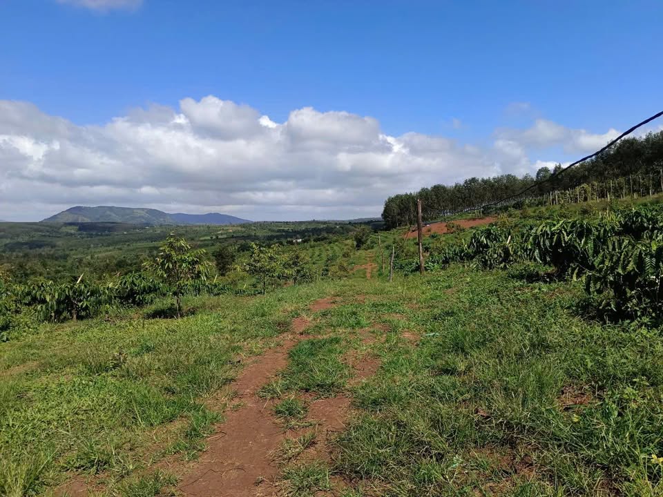 Farm 3,5ha ở Đắk Lắk - Giá 250 triệu - Đất đỏ bazan màu mỡ