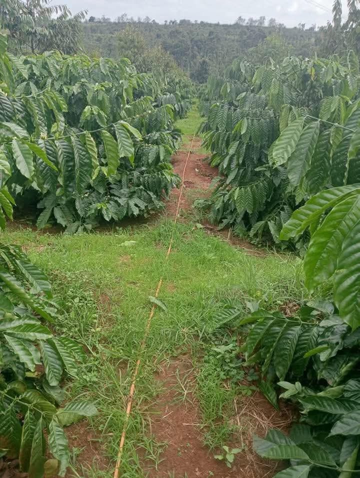 Đất nền 4.5 sào đường tránh Buôn Hồ, giá 1.9 tỷ - Cơ hội đầu tư tuyệt vời!