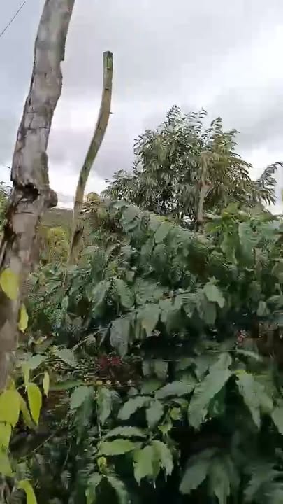 Lô rẫy siêu phẩm tại Buôn Hồ 7,5 sào - Đầu tư sinh lời ngay!