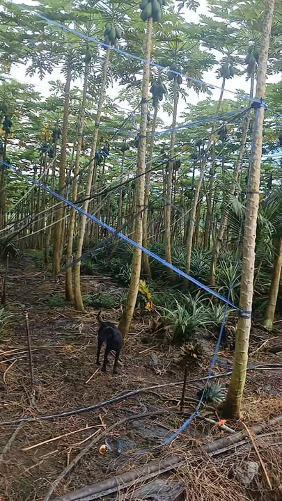 Đất nền xã Xuân Sơn, Châu Đức 4910m² giá 2.455 tỷ - Đường nhựa, mặt tiền 100m