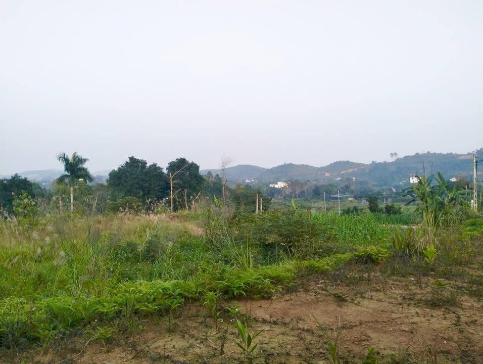 Đất nền Yên Bài Ba Vì 1500m² - View núi tuyệt đẹp, chính chủ bán!