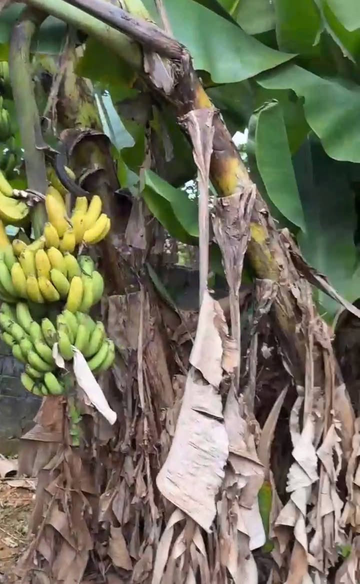 Đất nền 2000m² tại xã Cự Thắng, giá chỉ 1.05 tỷ - Cơ hội đầu tư hấp dẫn!