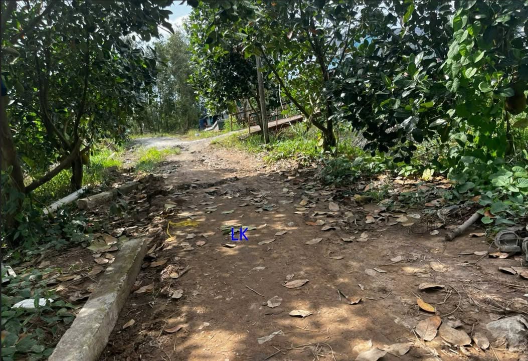 Bán đất vườn sầu riêng 11.000m² tại Phương Thịnh, Đồng Tháp - Giá chỉ 2.86 tỷ!