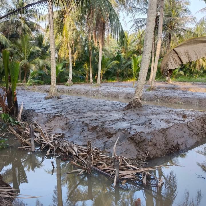 Đất ở Phong Nẫm, Giồng Trôm 1000m² giá 500 triệu - Cơ hội đầu tư tuyệt vời!