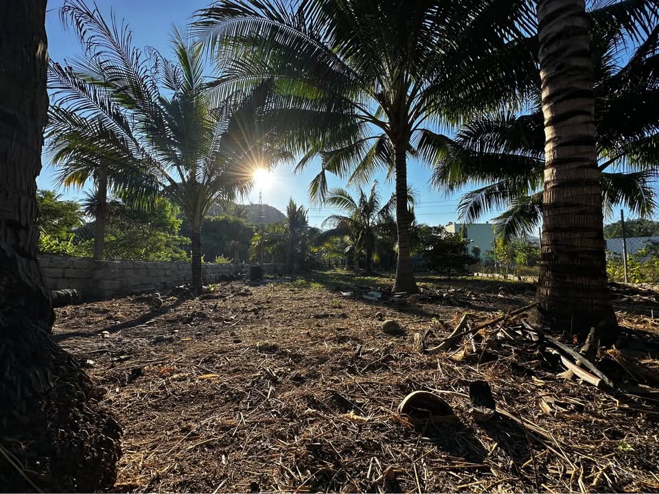 Đất vườn dừa 1000m² tại Vĩnh Lương, Nha Trang - Phù hợp nghỉ dưỡng tuyệt vời!