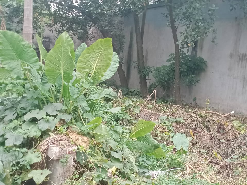 Đất Kiêu Kỵ 72m² giá 3 tỷ - Ngõ thông, tương lai sáng rạng!