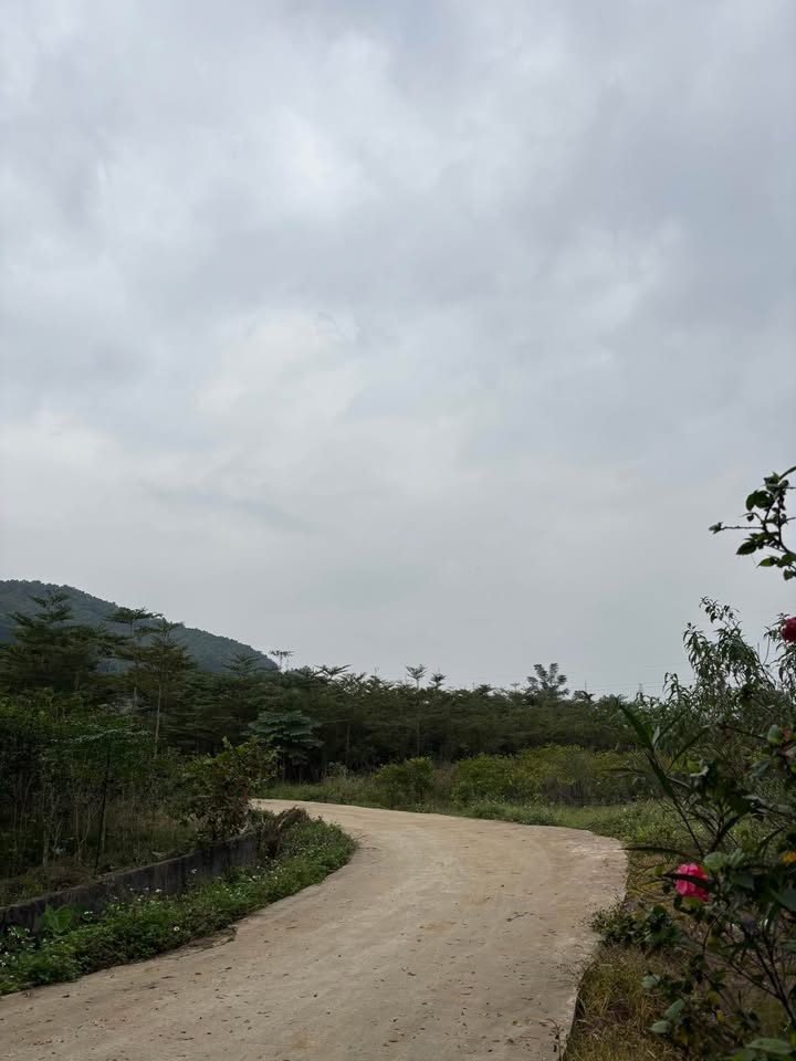 Đất nền Tản Lĩnh Ba Vì 1187m² giá thỏa thuận - View núi tuyệt đẹp!