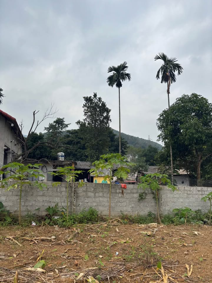 Lô đất Tản Lĩnh Ba Vì 1187m² giá chỉ vài triệu - Đầu tư lý tưởng!