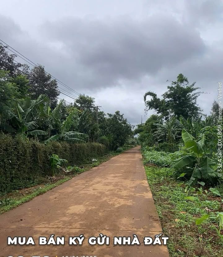 Đất nền Cuôr Đăng, Cư M'gar 115m² giá 520 triệu - Vị trí đắc địa, kinh doanh thuận lợi!