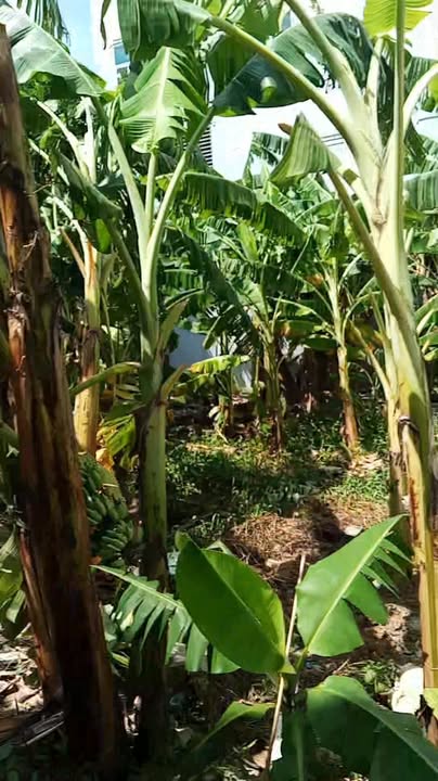 Đất nền phường Xuân Khanh, Sơn Tây, Hà Nội 50m² giá 1.7 tỷ - Sổ đỏ sang tên ngay!