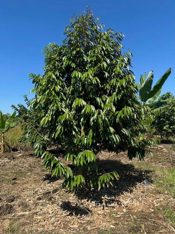 Cho thuê 7 sào đất tại Tân Phú, Đồng Nai - Đầy đủ tiện nghi, thích hợp trồng cây