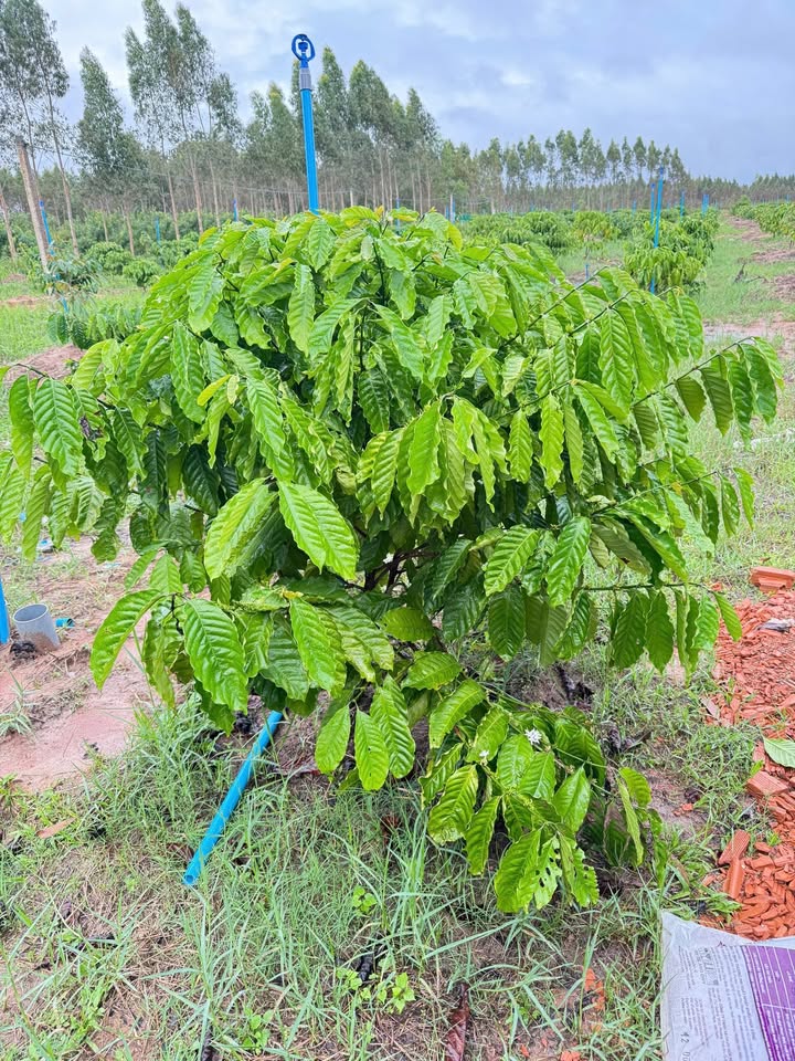 Farm 9000m² tại Cư Kty, Krông Bông - Đầu tư sinh lời với 140 cây sầu riêng!