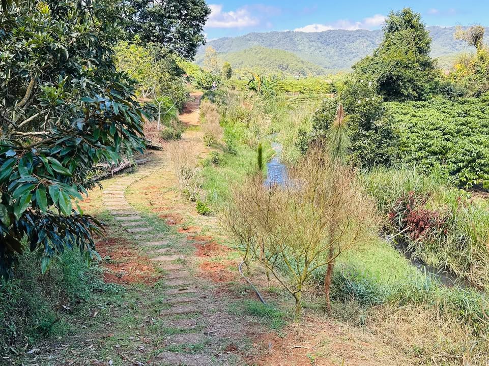 Đất farm Lộc Lâm Bảo Lâm 2000m² giá 1.7 tỷ - Không khí trong lành, mát mẻ!