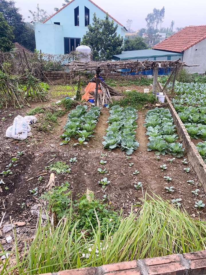 Đất nền Thụy Vân 80m² giá 1.1 tỷ - Sổ hồng chính chủ, phù hợp xây dựng