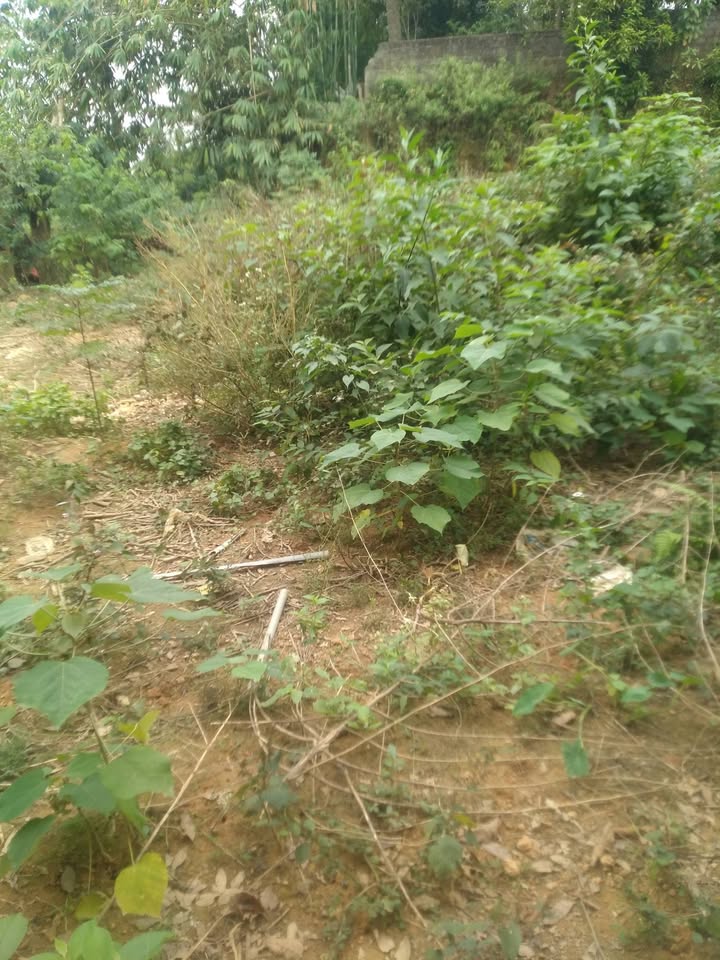 Đất nền khu phố 6, phường Vân Phú 95m² giá chỉ 1.4 tỷ - Cơ hội đầu tư sinh lời!