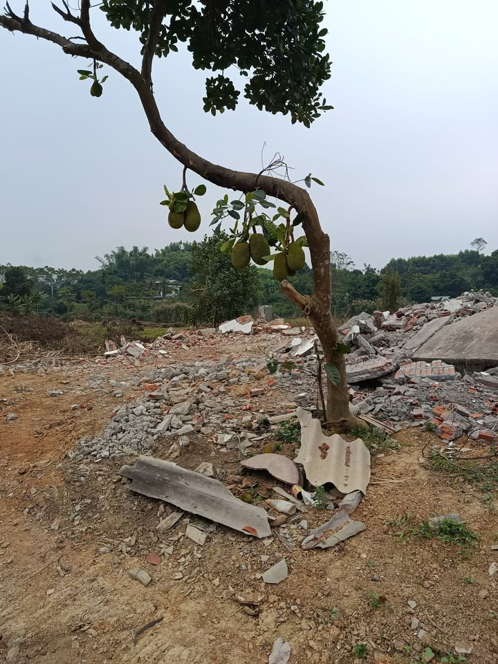 Đất nền Đội Cấn 200m² giá chỉ 460 triệu - Cơ hội đầu tư tuyệt vời!