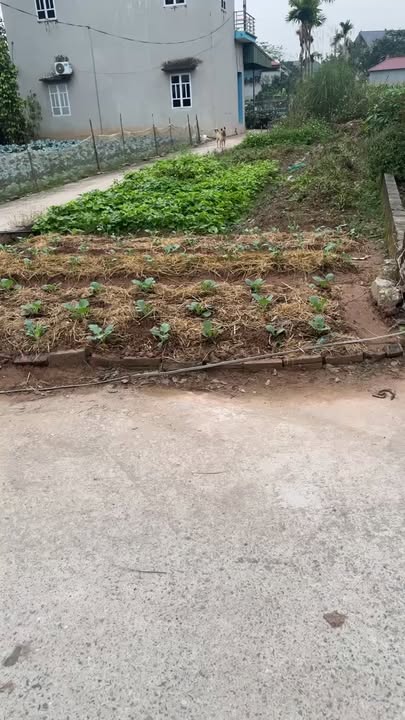 Đất nền Quốc Oai 70m² giá từ 1 tỷ – Pháp lý rõ ràng, sổ đỏ chính chủ!