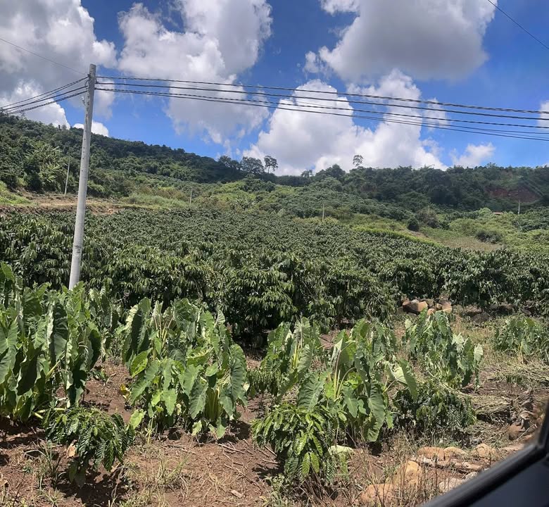 Đất thổ cư Đan Phượng, Lâm Hà 14.400m² giá 1.95 tỷ - Pháp lý rõ ràng, giao dịch nhanh!