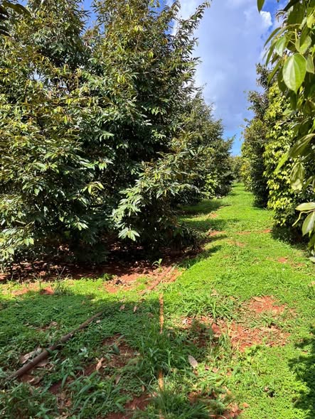 Lô đất Farm 5000m² tại Ea Ral - Giá chỉ 1.9 tỷ, cần bán gấp!