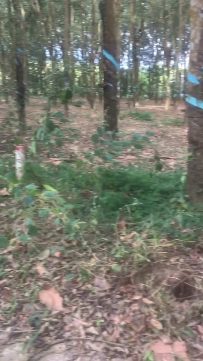 Đất thổ cư Lộc Khánh 470m² giá chỉ 360 triệu - Cơ hội đầu tư sinh lời!