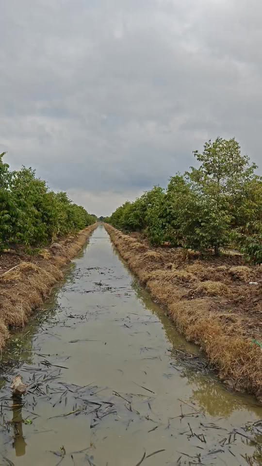 Vườn sầu riêng Trường Long, Phong Điền 26.000m² giá 18.2 tỷ - Đầu tư sinh lời lớn!