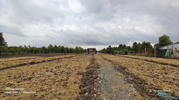 Vườn sầu riêng 26 công Trường Long - Giá chỉ 18.2 tỷ, tiềm năng sinh lời cao!