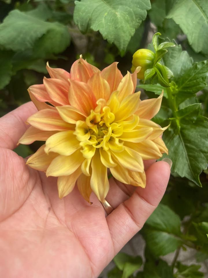 Đất nền góc đường Phú Xuân 9, Liên Chiểu 66.5m² giá 4.95 tỷ - Cơ hội đầu tư hấp dẫn!