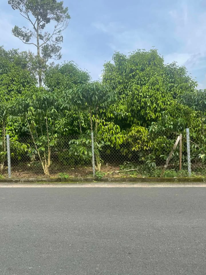 Đất nền Lộc Châu 645m² giá 305 triệu - Cơ hội đầu tư tuyệt vời!