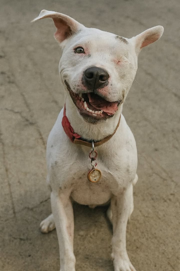 Đất nền Hòa Tiến Đà Nẵng 233m² giá 1 tỷ - Đường ô tô tận nơi!