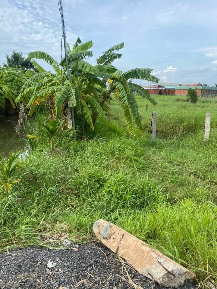 Đất lúa 1800m² xã Bình Quới, Châu Thành, Long An - Pháp lý rõ ràng, giá 1.8 tỷ!