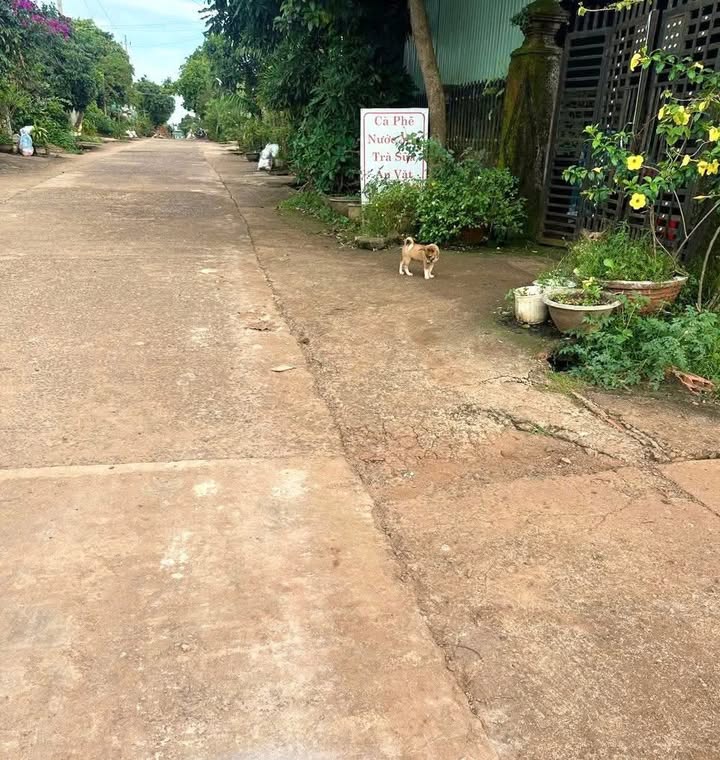 Đất nền xã Ea Ral, Ea H'leo 270m² chỉ 1.2 tỷ - Đầu tư sinh lời ngay!