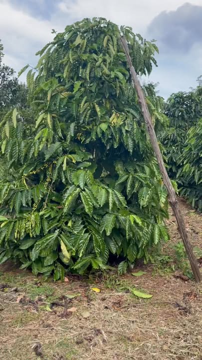 Farm 2ha Ea Ral Đắk Lắk giá 2.85 tỷ - Cơ hội đầu tư tuyệt vời!