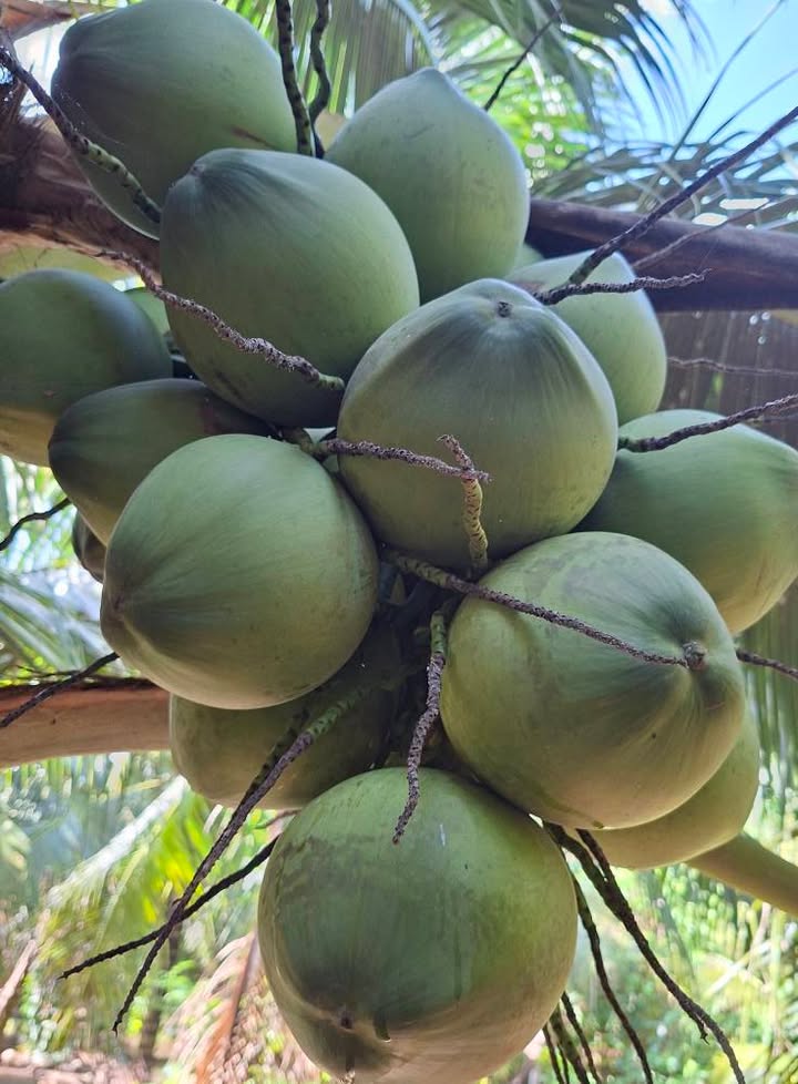 Đất vườn đẹp 2000m² tại Quới Sơn, Bến Tre - Giá chỉ 1 tỷ VND!