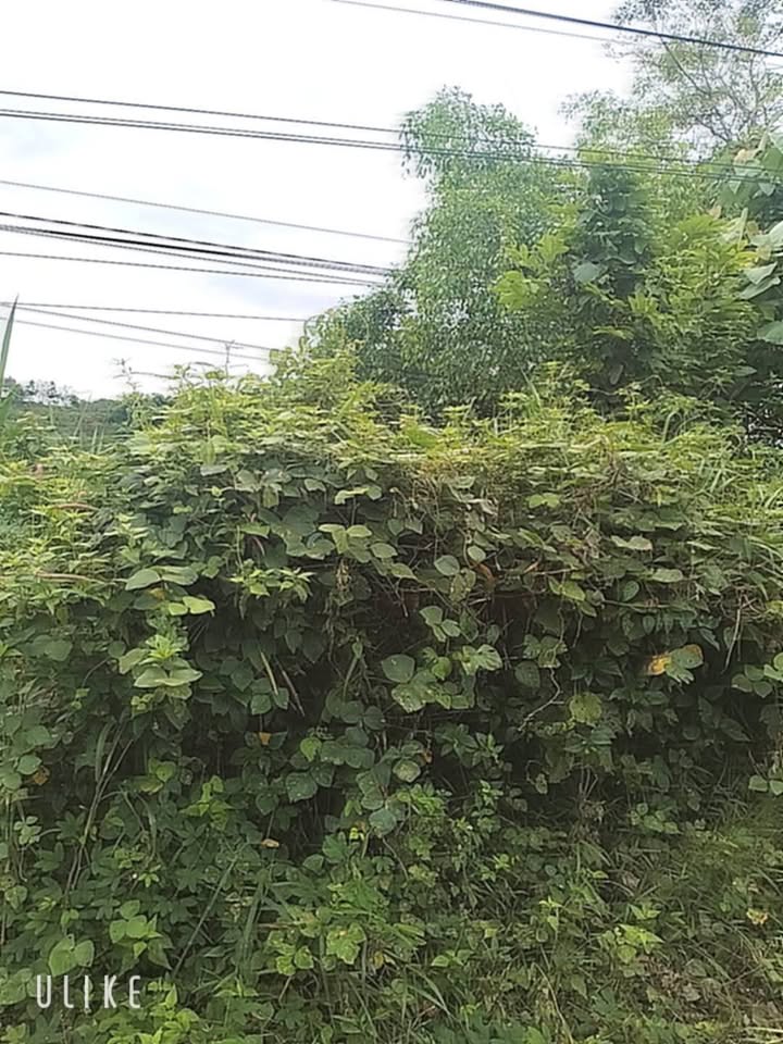 Đất nền mặt tiền Tỉnh lộ 725 - Diện tích 700m² giá 750 triệu - Đầu tư sinh lời ngay!