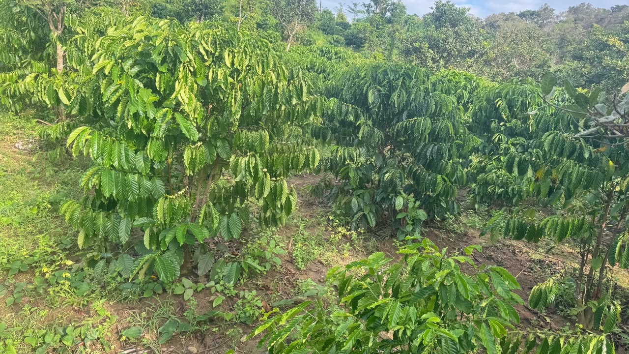 Đất nền Đắk Sôr 9000m² giá chỉ 500 triệu - Cơ hội đầu tư tuyệt vời!