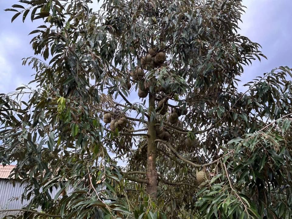 Farm 1,8 hecta Tân Thành, Bù Đốp giá 2,5 tỷ - Đầu tư sinh lời tốt!