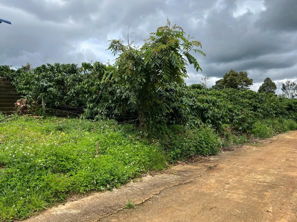 Đất thổ cư 900m² Gung Ré, Di Linh giá 1.1 tỷ - Đầu tư sinh lời ngay!