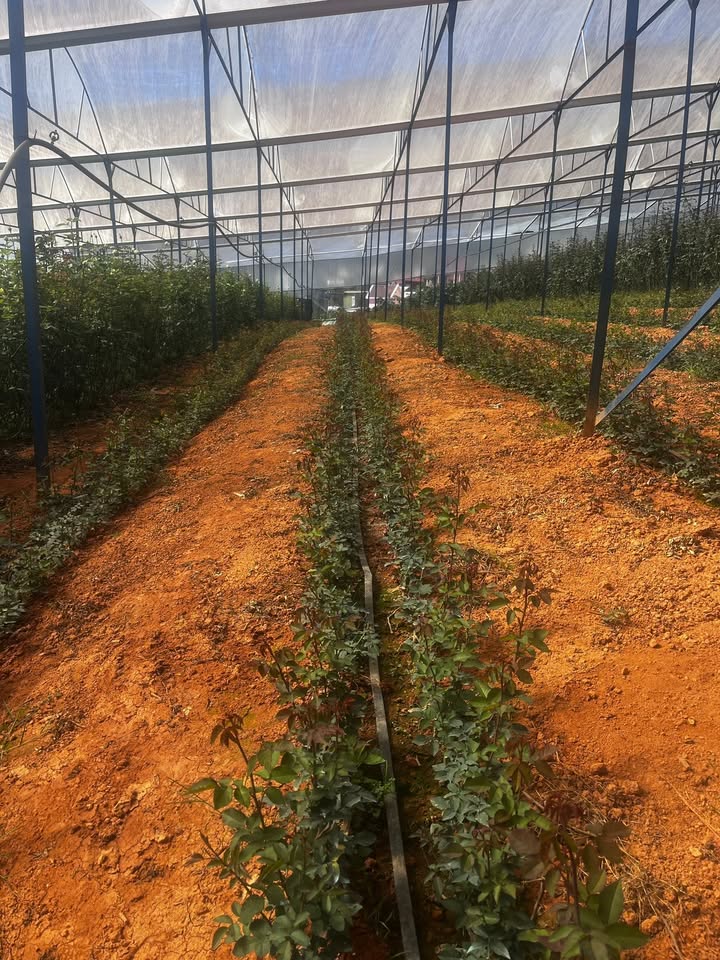 Farm cho thuê 5,7 sào bông Hồng tại Đạ Sar, Lạc Dương - Giá 43 triệu/năm