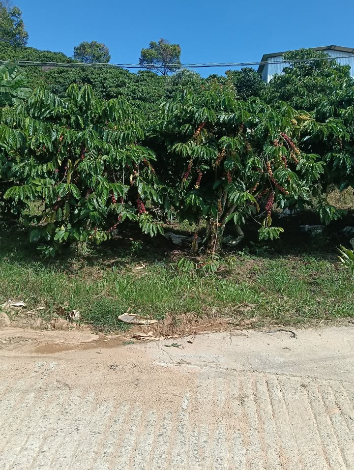 Đất nông nghiệp thôn Phúc Hợp, Lâm Hà 1,8ha - Giá chỉ 3,5 tỷ, mặt đường bê tông!