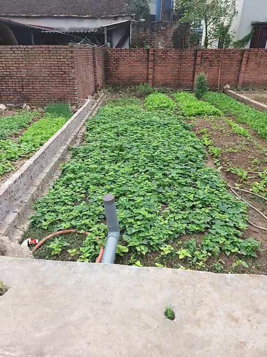 Đất nền Công Hà, Thuận Thành 80m² giá thỏa thuận - Vị trí đắc địa, phong thủy tốt!