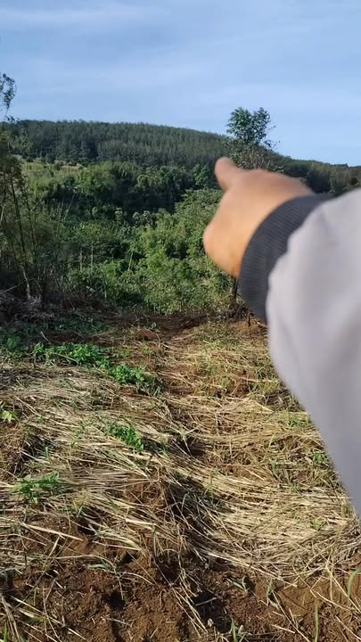 Đất nền 3.2 ha tại Quảng Tân, Đắk Nông - Giá chỉ 1.25 tỷ, sổ đỏ chính chủ!