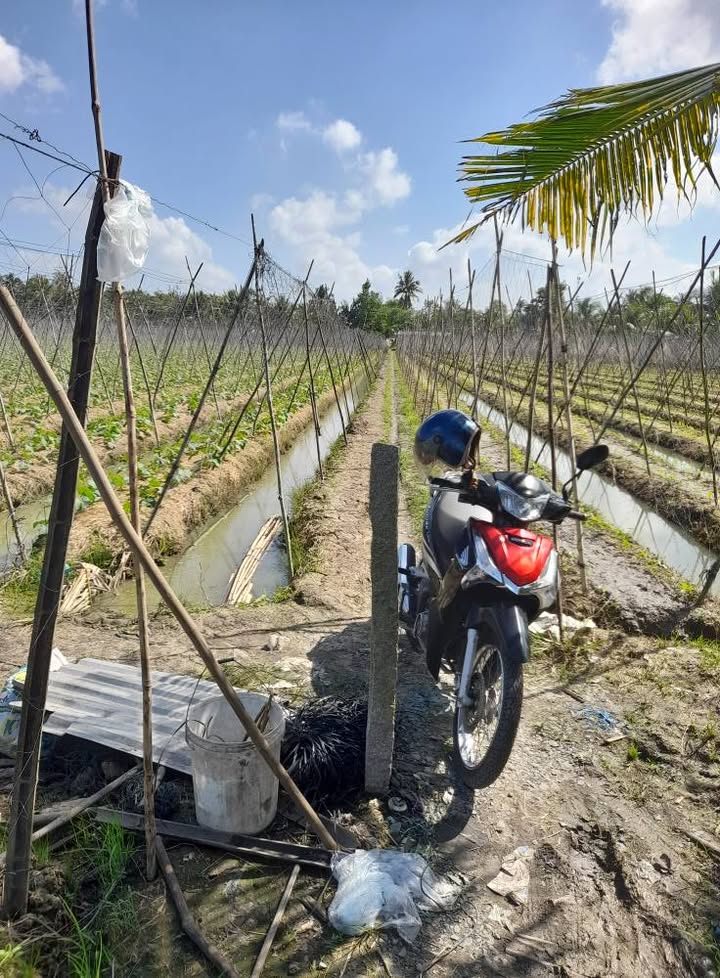 Đất nông nghiệp xã Ngãi Tứ, Vĩnh Long 5.300m² giá 723.67 triệu - Pháp lý rõ ràng