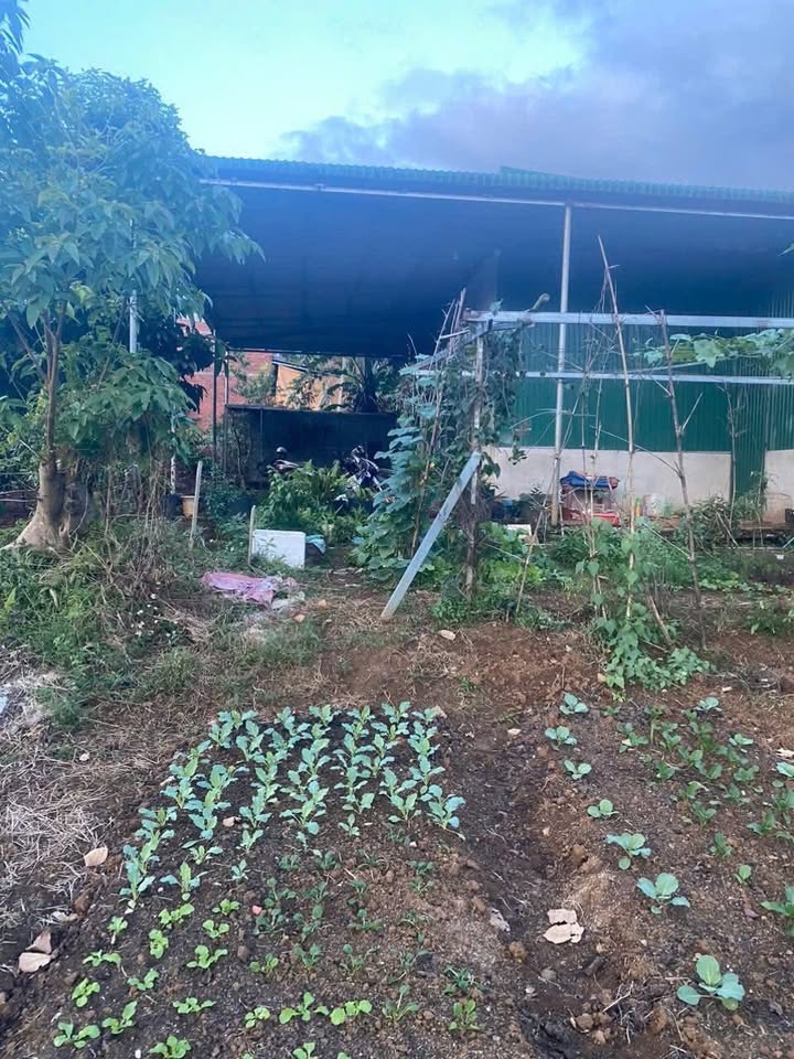 Đất nền Thôn 15 Đăkwer 80.000m² giá thỏa thuận - Sổ đỏ chính chủ!