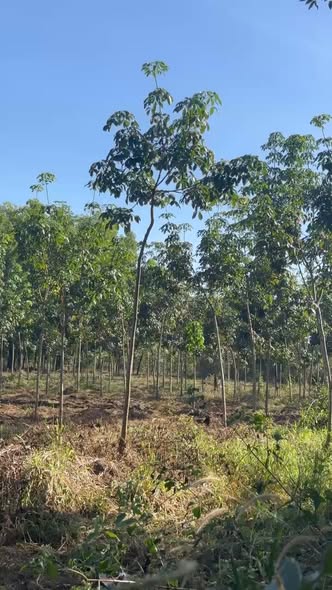 Đất cao su 1,5ha tại Bình Long - Giá 1.8 tỷ - Đầu tư sinh lời ngay!