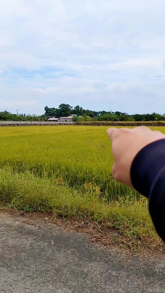 Đất nhà vườn Bạch Đằng, Tân Uyên 2.428m² giá 6 triệu/m² - Vị trí đẹp gần Royal Island Golf!