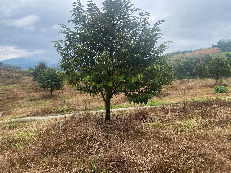 Bán gấp 1,1ha đất vườn sầu riêng tại Đạ Huoai, Lâm Đồng chỉ 2,1 tỷ - Cơ hội đầu tư tuyệt vời!